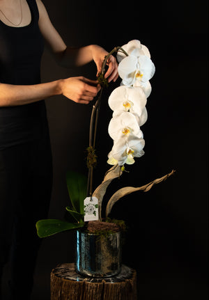 Orquidea cascada